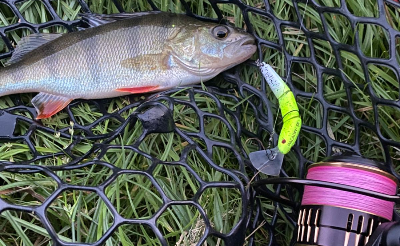 Spinnfischen auf Barsch & Zander